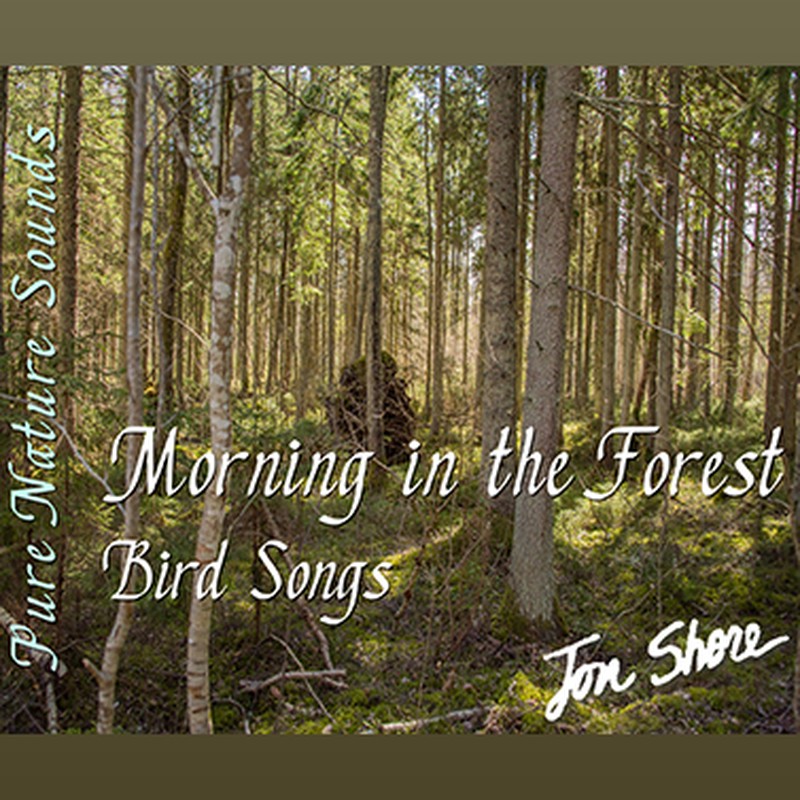 Morning in the Forest Bird Songs by Jon Shore